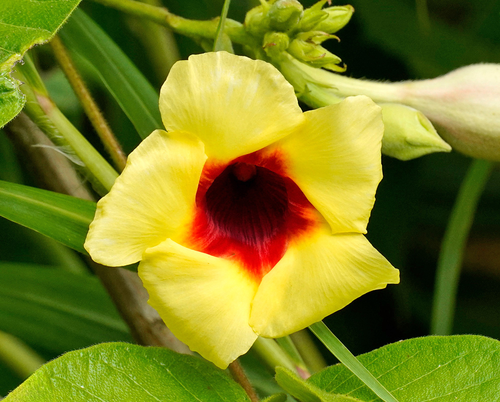 Bright yellow Mandevilla hirsuta flower with a vibrant red center viewed from the front, surrounded by green leaves and buds